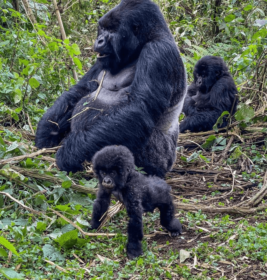 Gorilla trekking