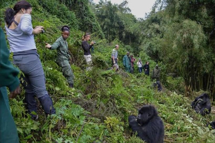 Nyungwe National Park