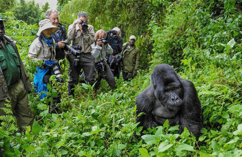Mountain Gorillas